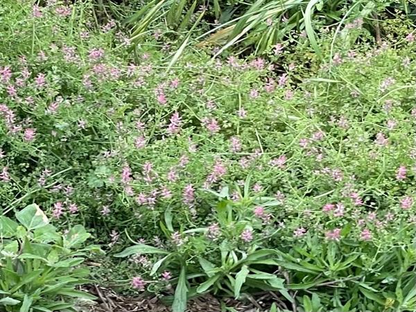 <h3><a href="/trips/ebro/biota/plantae/tracheophyta/magnoliopsida/ranunculales/papaveraceae/fumaria officinalis/fumaria officinalis-nl.html">Fumaria&nbsp;officinalis</a> / Common&nbsp;fumitory / Gewone&nbsp;duivenkervel</h3><p>waarneming.nl: onbekend.</p>